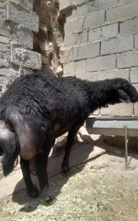 قوچ