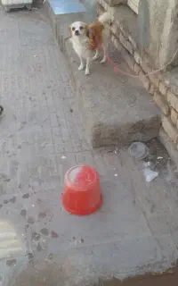 واگذاری سگ