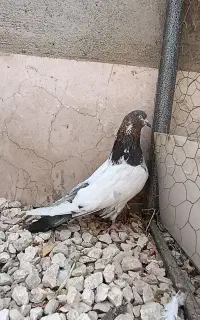 کبوتر کله دار نر بدون غلط