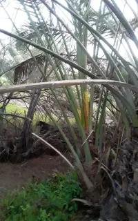 فسیل ، پاجوش نخل  تهم کلوته