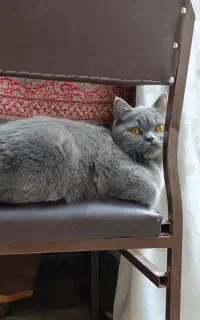 گربه بریتیش طوسی تیره