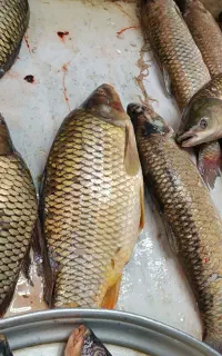 بچه کپور جهت از بین بردن خزه ها و جلبک استخر