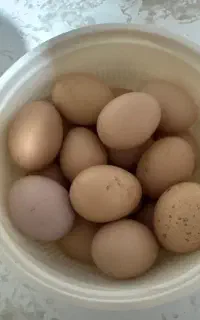 تخم مرغ محلی نطفه دار و تخم گلین لری چهل تاج ریشو