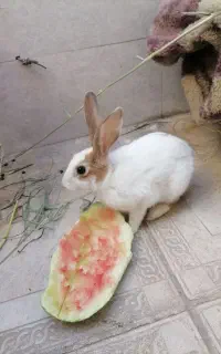خرگوش خانگی