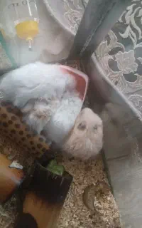 همستر