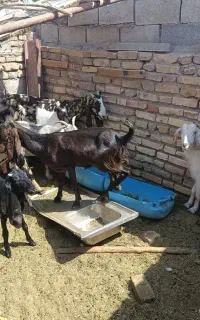 فروش تعدادی بز محلی و پاکستانی