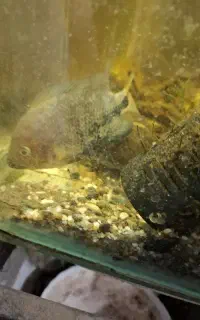 ویجا جفت با خانواده