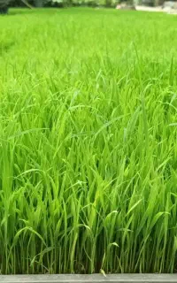 نشا برنج هاشمی