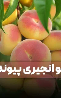 انواع هلو انجیری پلنگی و زعفرانی زود رس و دیر رس