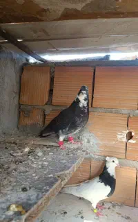 کبوتر