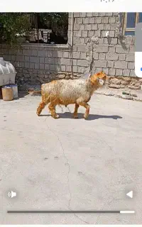 کاوه قوچ داشتی