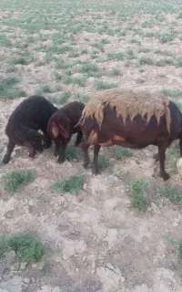 میش هترو