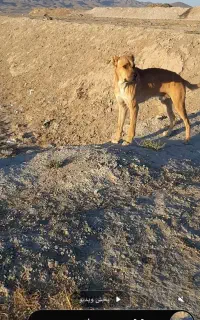 واگزاری سگ گله