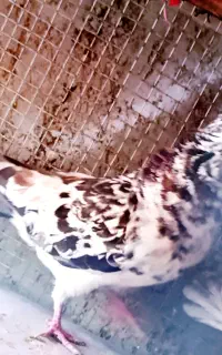 سرور نر