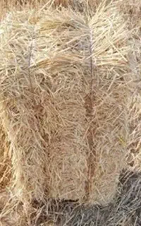 فروش بسته بندی گندم