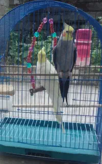 جفت عروس هلندی نر و ماده