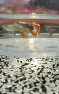 پرورش انواع ماهی های زینتی گوپی و زبرا