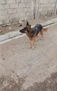 سگ ژرمن