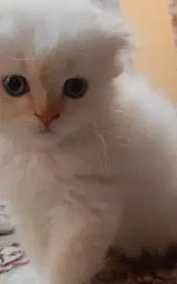 گربه اسکاتیش اصل