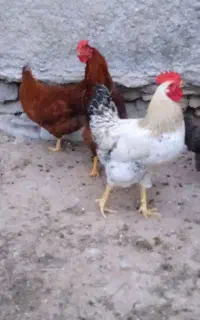 خروس