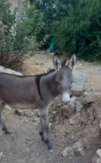 کره خر ۸ ماهه