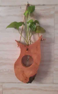 گلدان پتوس تنه درختی