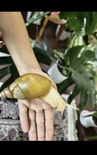 حلزون