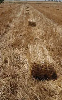 سیفال گندم سفید تمیز