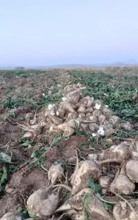 زمین کشاورزی ملکی