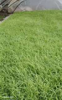 تخم نشا هاشمی اصلاح شده