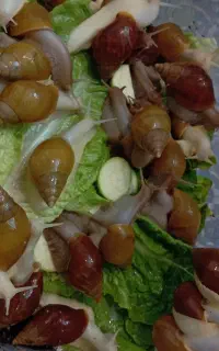 حلزون اچاتینا و آلبینو و خاویار حلزون