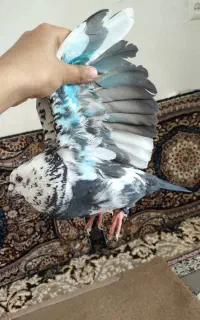 یک جفت کفتر