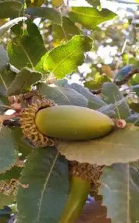 کاشت بلوط در زاگرس