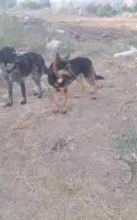 سگ ژرمن نر