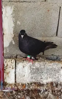 کبوتر شامی آبادانی
