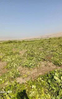 حبووبات کنجد.ماش و کاه ماش ارتشی  تمام نقاط کشور