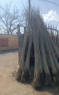 فروش نهال صنوبر ومیوه