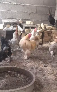 مرغ خروس
