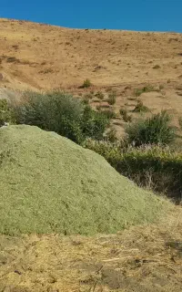 علف یونجه