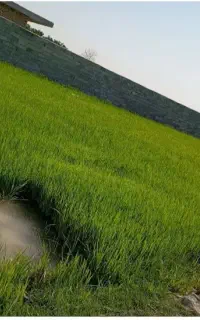 تخم چلتیک چمپه وشهری درجه یک تمیز
