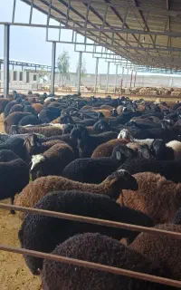 بره، میش، بز ، شتر وگوسفند فروشی