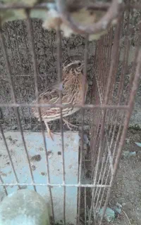 بلدرچین