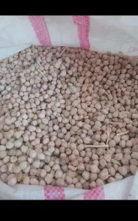 ۱۰۰کیلو نخود