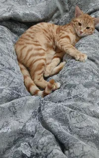 واگذاری رایگان گربه