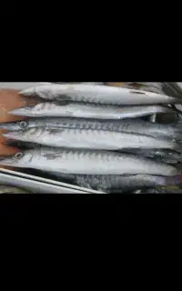 ماهی تازه اقای ماهی داراب ..