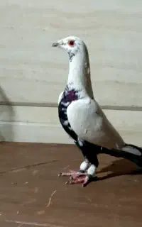 کبوترچیل نروماده