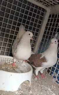 کفتر دوکت