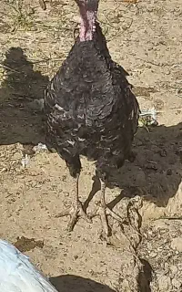 بوقلمون ماده کورچ