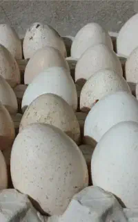تخم نطفه دار
