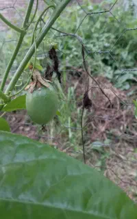 نهال (میوه ی استوایی)پشن فروت